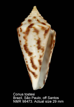 Conus tostesi (17).jpg - Conus tostesi Petuch,1986